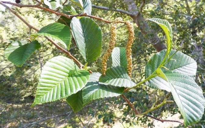 Alnus acuminata (Aliso rojo)