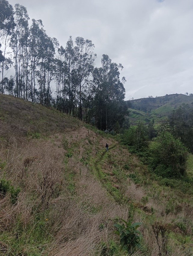 Ehemalige Ackerflächen am Berghang, Eukalyptus im Hintergrund