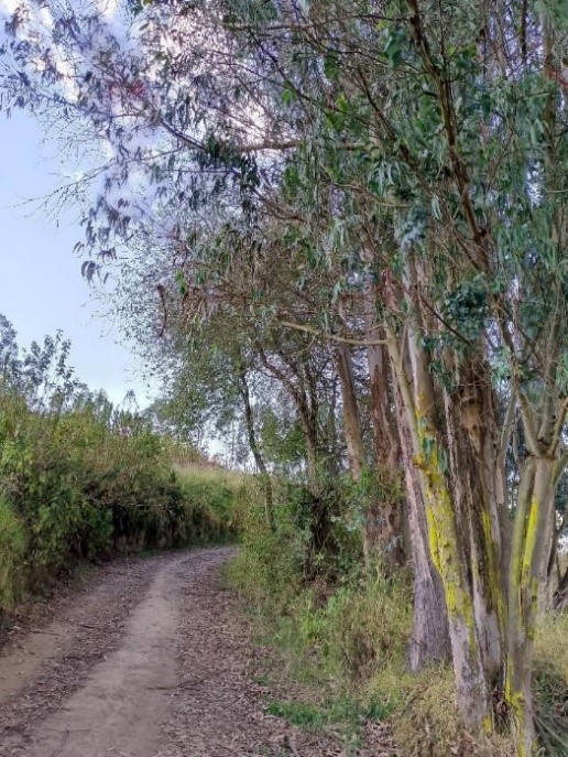 Eukalyptusbaum in Ecuador