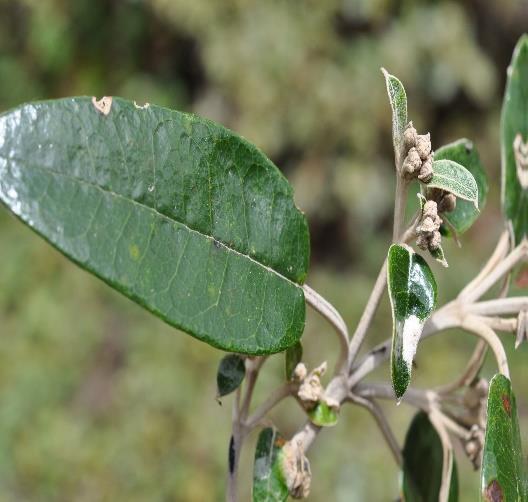 Gynoxys parvifolia (Piquil)