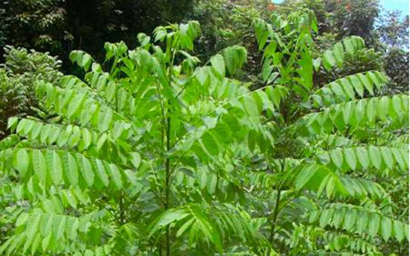 Juglans neotropica (Cedro)