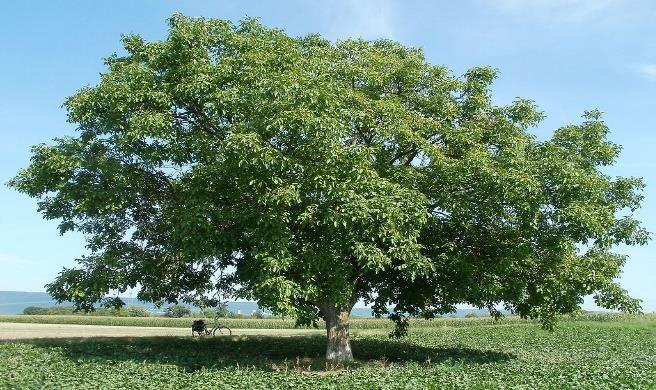Juglans regia (Nogal)