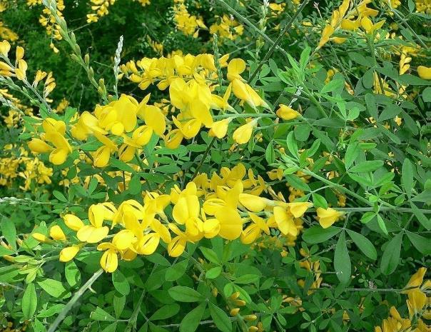 Lupinus mutabilis (Lupino)