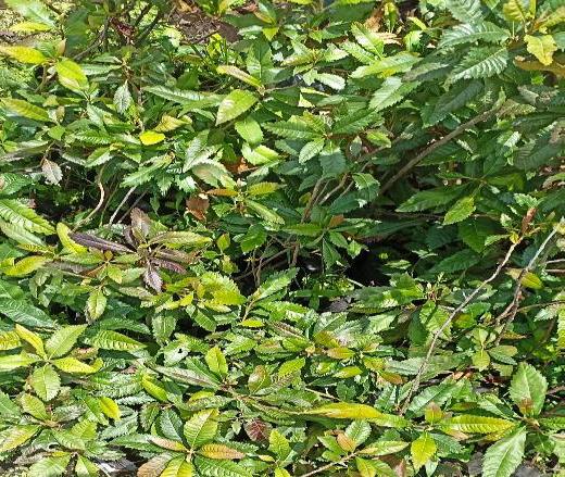 Morella pubescens (Laurel de cera)