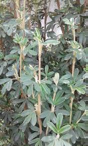 Polylepis (Yagual)