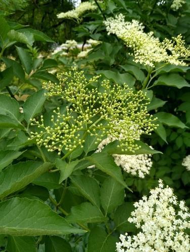 Sambucus nigra (Tilo)