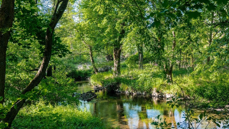 Ein Fluss im Grünen