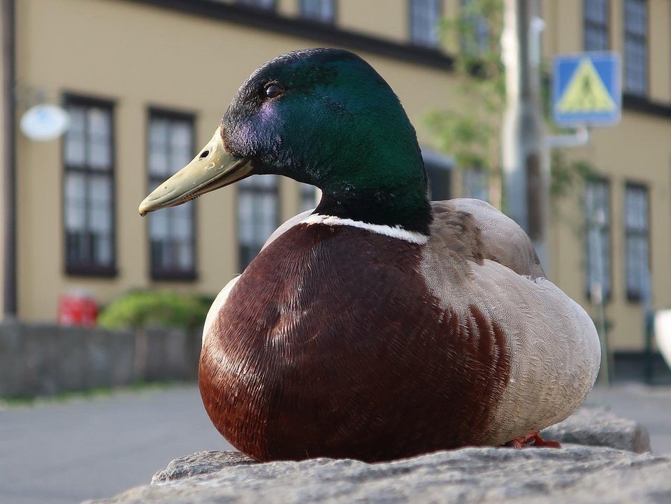 Eine Ente auf dem Weg