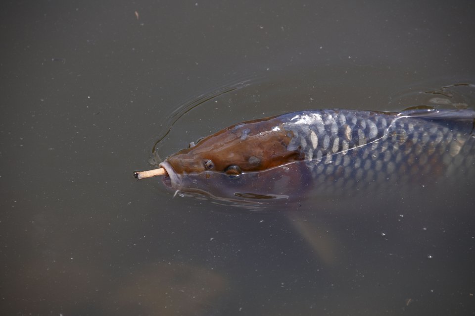 Karpfen mit Kippe | Wouter Hagens