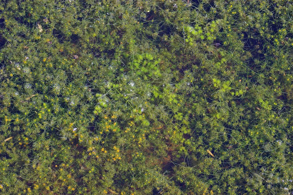 Rasen aus Armleuchteralgen.