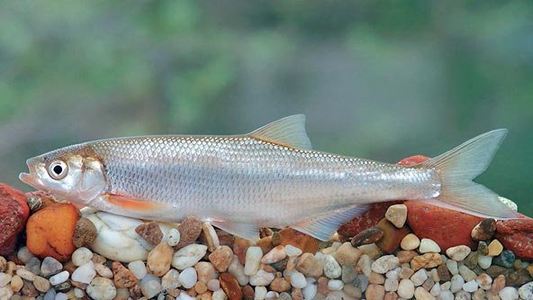 Die Mairenke (Seelaube).